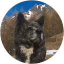 Marino Mora profile picture